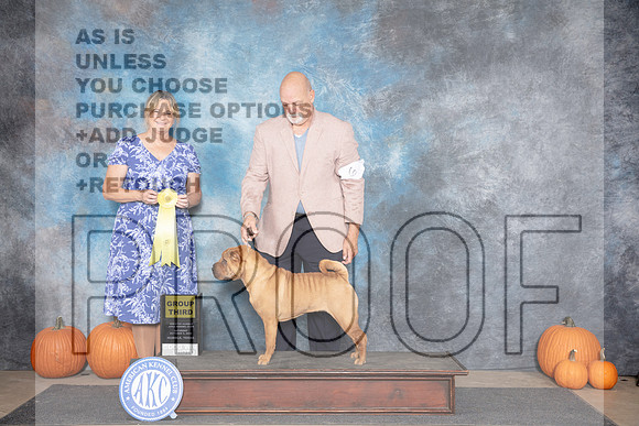 Chinese Shar Pei #6 Sat G3 Judge D. Brown__JP_8807_Humble_2024_HR3