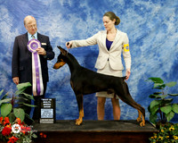 Doberman Pinscher Sat Best in Multi-Breed Show Sarah Heineman Judge John Davidson