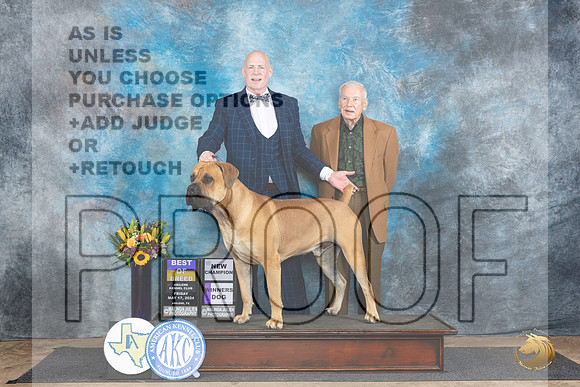 Boerboel #5 Fri BOBWDCH Judge Rick Gschwender__JP_9172_Abilene_2024_HR3