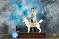 Siberian Husky #5 Sat WD Judge Debra Thornton