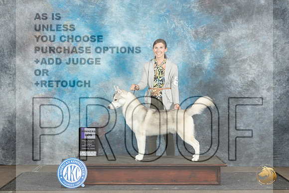 Siberian Husky #5 Sat WD Judge Debra Thornton__JP_3603_Lubbock_2024_HR3