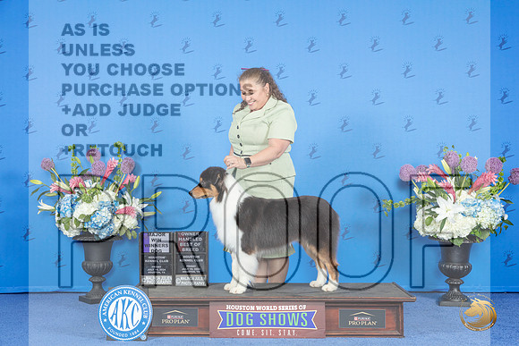 Australian Shepherd #29 FRI WD BOB M Judge Annella Cooper__JP_9085_Houston_2024_HR3