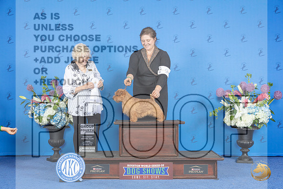 Norfolk Terrier #9 SUN G4 Judge Nancy Liebes__JP_0749_Houston_2024_HR3
