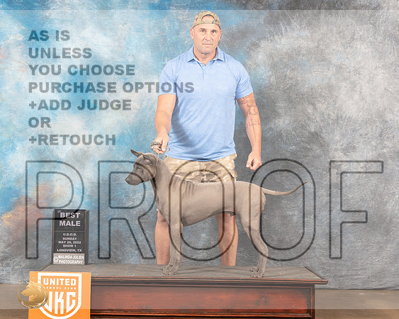 Thai Ridgeback #206 Sun1 BM Judge Kevin Izard-CarrollMMJ_5904_Lngvw2022HR3