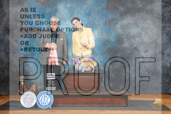 Chihuahua #J504 Fri BJr Judge Robert Stein__JP_7070_MARSHALL_2024_HR3