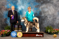 Alaskan Malamute #8 Sat WBOHBOB Judge Robert Shreve