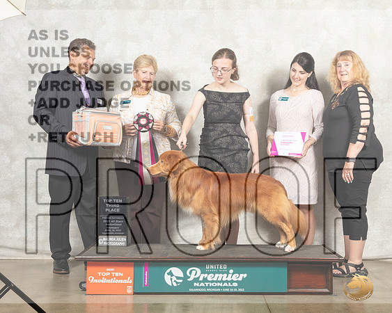 Nova Scotia Duck Tolling Retriever #175 Thur Top103rd__MJ_7542_Premier_2022_HR3