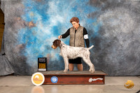 German Wirehaired Pointer #14 Sat G4 Judge Gary Andersen
