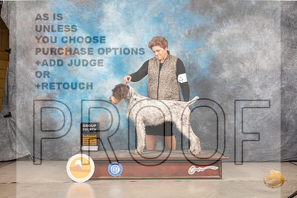 German Wirehaired Pointer #14 Sat G4 Judge Gary AndersenMMJ_4751_Mdlnd2022_HR3
