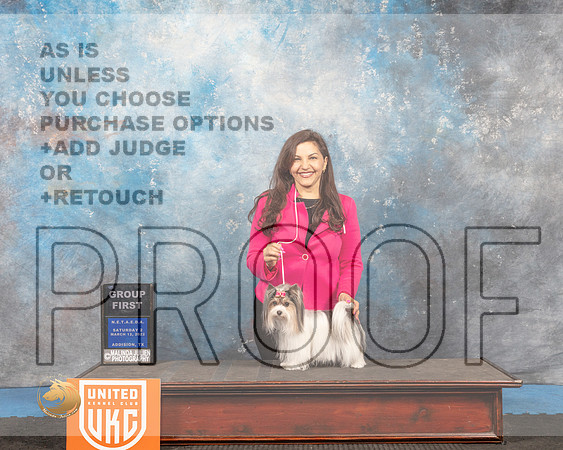 Biewer Terrier #252 Sat2 G1 Judge David Arthur_MMJ_6525_Addison2022_HR3