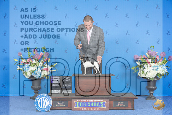 Toy Fox Terrier #12 SAT WB Judge Sandra Lex__JP_9686_Houston_2024_HR3