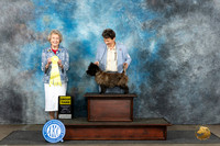 Cairn Terrier #5 Sun G3 Judge Ann Bolus