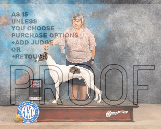 Whippet #5 Sat WDBOSM Judge Sylvie Mcgee-MMJ_3871-Abilene2022-HR3