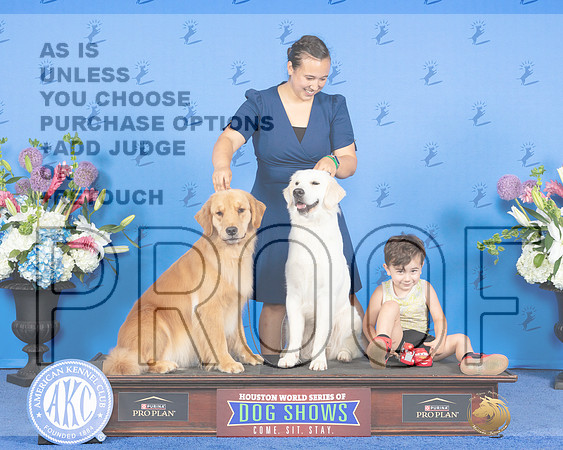 Golden Retriever #12 SUN CUSTOM_JP_0394_Houston_2024-HR3