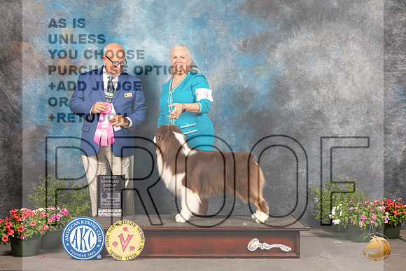 Australian Shepherd #9 Sat OHBOBSD Judge Michael Canalizo_MJ_0209_SA_2022_HR3