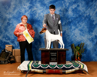Fox Terrier #7 Sat G3 +A2