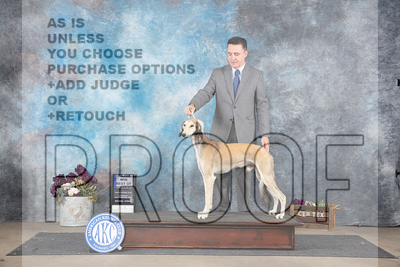 Saluki #19 Sat BOWM Judge Eric Liebes__JP_7161_Belton_2024_HR3