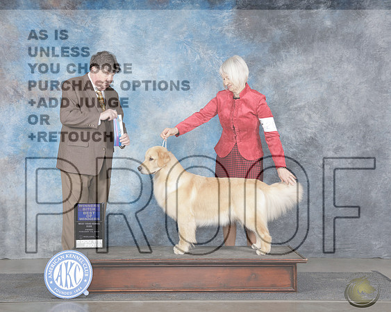 Golden Retriever #20 Fri WB BOW Judge Charles OlvisGolden Retriever #20 Fri WB BOW Judge Charles Olvis_WP_5630e-Midland 2025-HR3