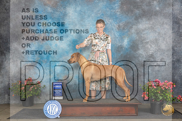 Rhodesian Ridgeback #12 Fri G1 Judge Polly (Mrs Robert) D Smith__JP_4568_San Antonio_2024_HR3