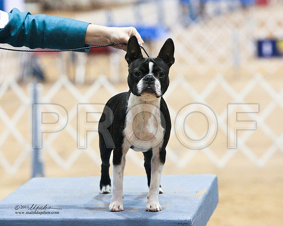 GrpNSFriPup-2395-LR