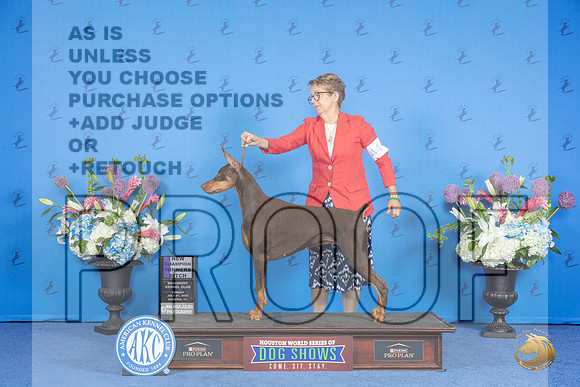 Doberman #44 SUN WB Judge Annella Cooper__JP_0054_Houston_2024_HR3