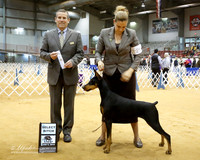 Doberman Pinscher #20 Sun SB Dunnam Charlene, & Michelle Santana Judge D Cline