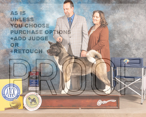 Akita #18 Fri BOS Judge Gloria Kerr-MMJ_7357-FW2022-HR3