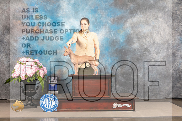 American Hairless Terrier #28 SAT SB Major Judge Linda Hurlebaus_MJ_6242_Houston_2022_HR3