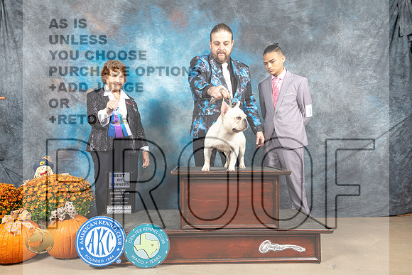 French Bulldog #17 Sun BOW Judge Donnelle Richards_MJ_6358_Belton_2022_HR3