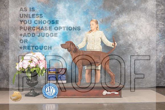 Redbone Coonhound #5 Sun BOBOHBOB Judge Polly Smith_MJ_7759_Houston_2022_HR3