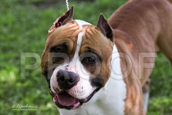 AmStaff-9637LR