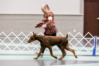 Doberman Ring Fri Ring 1
