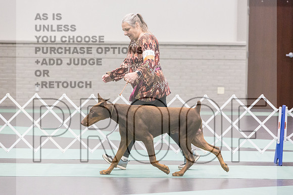Doberman Ring Fri Ring 1_JJL_4927_UKCLNGVIEWOCT2024_2024_HR3