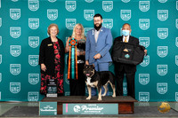 American Bully #825 Thur T10 3rd