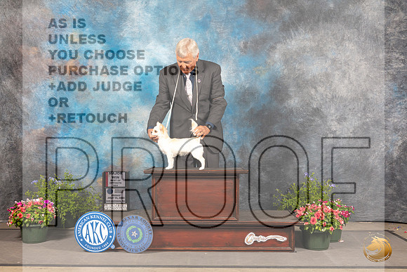 Chihuahua Long Coat #11 Fri BOS Judge Allen Odom_MJ_0046_SA_2022_HR3