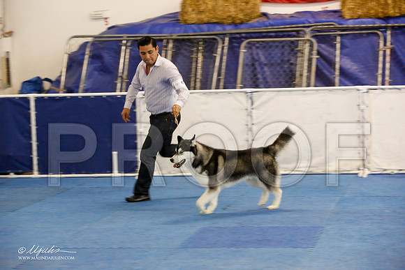 _M3_9036-AddisonHuskyMar2015-HR3