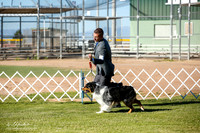 Australian Shepherd Fri Ring