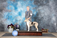 Collie Smooth #12 Sat WBM Judge Del Richards