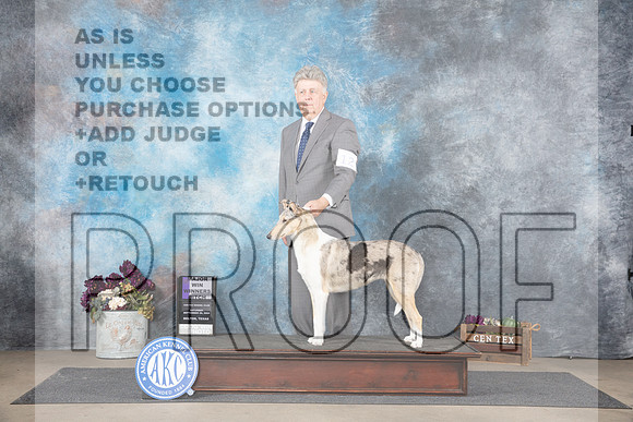 Collie Smooth #12 Sat WBM Judge Del Richards__JP_7085e_Belton_2024_HR3