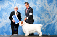 Clumber Spaniel #5 Sun G1 +A1