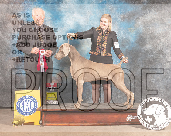 Weimaraner #9 Fri BOS Judge Carmen Battaglia-MMJ_8003-FW2022-HR3