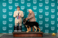 German Shepherd Dog #201 Wed BOWCH Judge Joseph Gudry