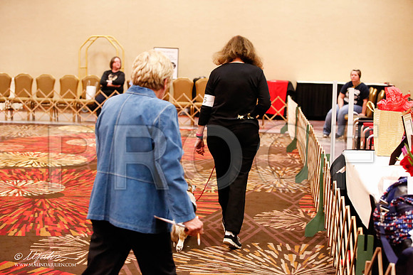 _JJ_8221-HstnCorgiFeb2015-HR3