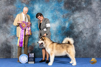 Alaskan Malamute #23 WED BOB Judge Jon Cole
