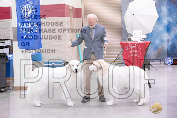 Great Pyrenees #6 & #5JJL_4312_Amarillo_2022_HR3