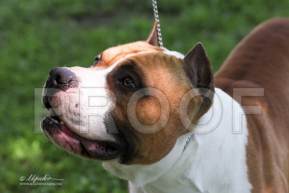 AmStaff-9631LR
