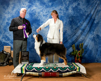 Australian Shepherd #5 Fri RWD +A1