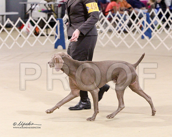 Weim-2698