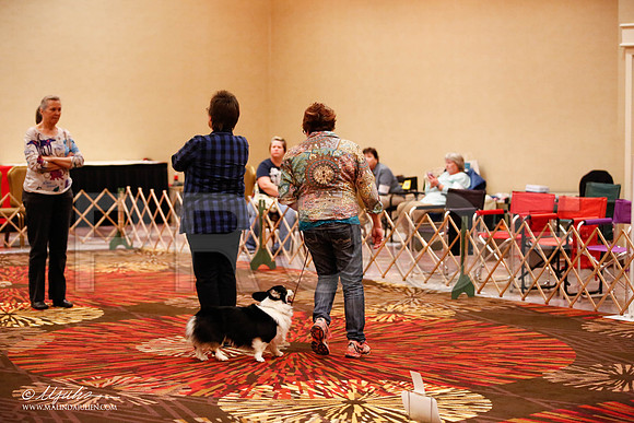 _JJ_8017-HstnCorgiFeb2015-HR3