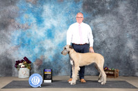 Irish Wolfhound #8 Sun WBBOB Judge Sulie Greendale-Paveza